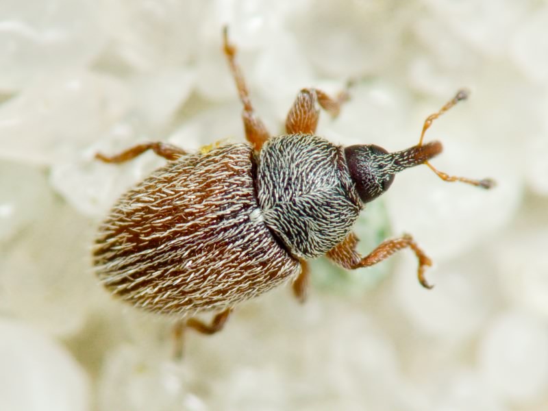 Mecinus pascuorum (Gyllenhal, 1813)